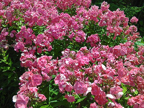 Fall phlox: Garden phlox (Phlox paniculata) in my garden in Lónyaytelep, Transylvania.