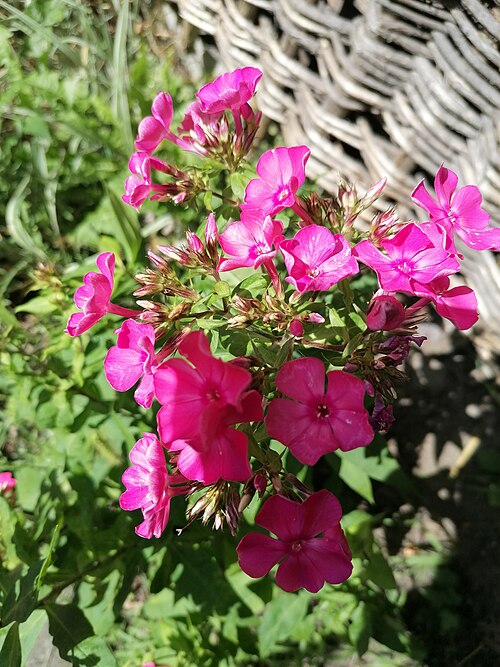 Fall phlox: Floks wiechowaty (Phlox paniculata). Ogród, klasztor franciszkanów, Katowice Panewniki.