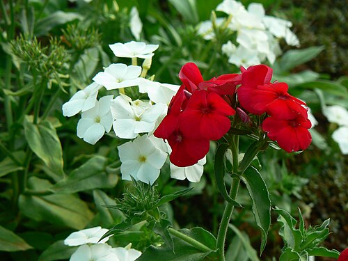 Fall phlox: Common name : Fall Phlox, Garden Phlox, Perennial Phlox Botanical name : Phlox paniculata - [ (floks) meaning flame, blaze; (pan-ick-yoo-LAY-tuh) or (pan-ick-yo