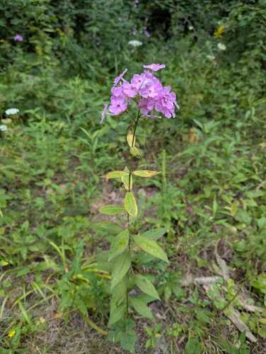 Fall phlox (Phlox paniculata)