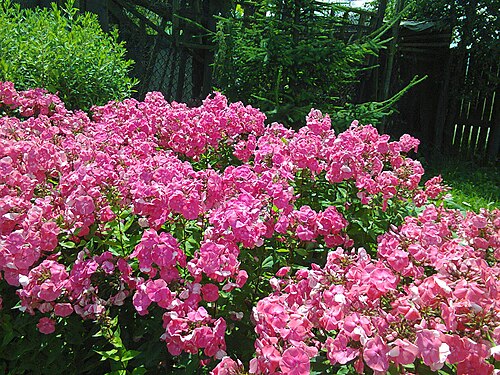 Fall phlox: Garden phlox (Phlox paniculata) in my garden in Lónyaytelep, Transylvania.