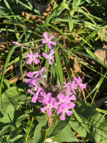 Fall phlox (Phlox paniculata)