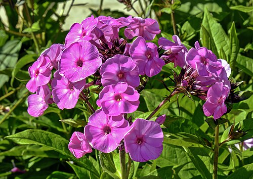 Fall phlox: Phlox paniculata 'famous light purple'