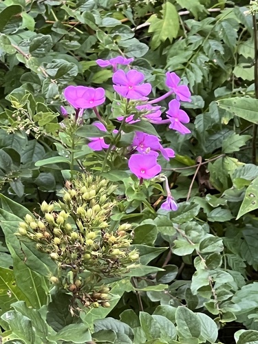 Fall phlox (Phlox paniculata)