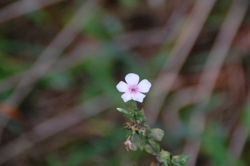 Fall phlox (Phlox paniculata)