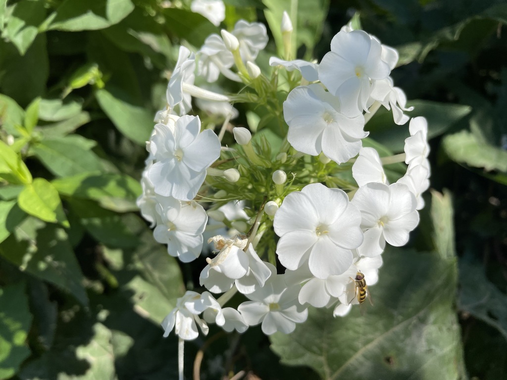 Fall phlox (Phlox paniculata)