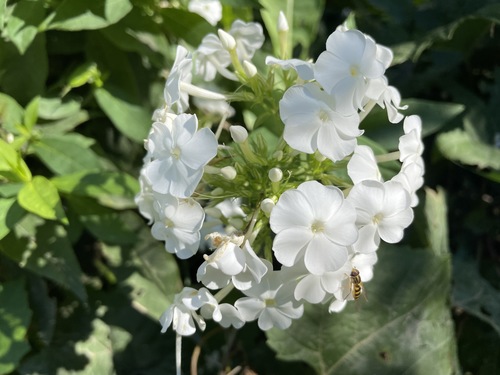 Fall phlox