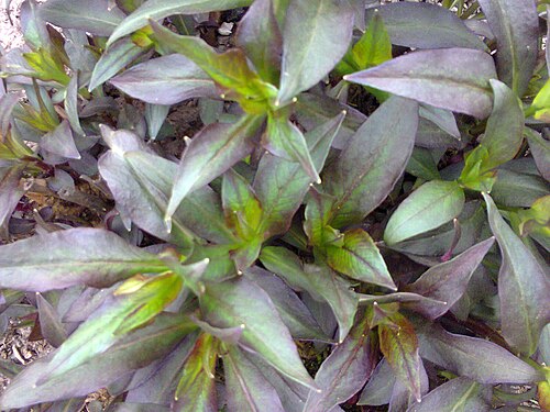 Fall phlox: The leafs of Phlox paniculata in Lónyaytelep, Transylvania.