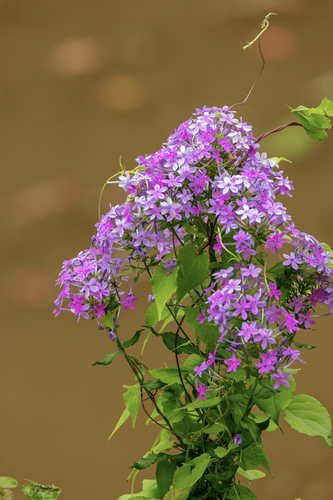 Fall phlox (Phlox paniculata)