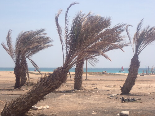 Phoenix atlantica (Phoenix atlantica)