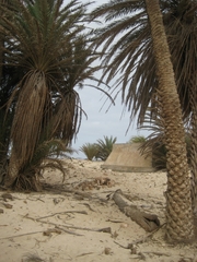 Phoenix atlantica (Phoenix atlantica)