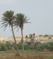 Phoenix atlantica (Phoenix atlantica)