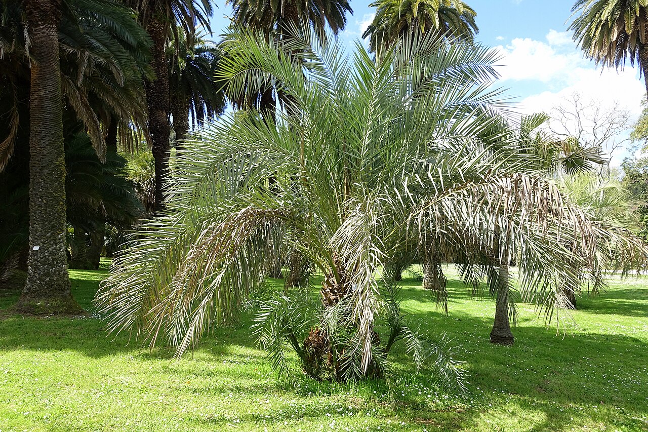 Phoenix atlantica: Botanical specimen in the Orto botanico - Rome, Italy.