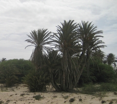 Phoenix atlantica (Phoenix atlantica)