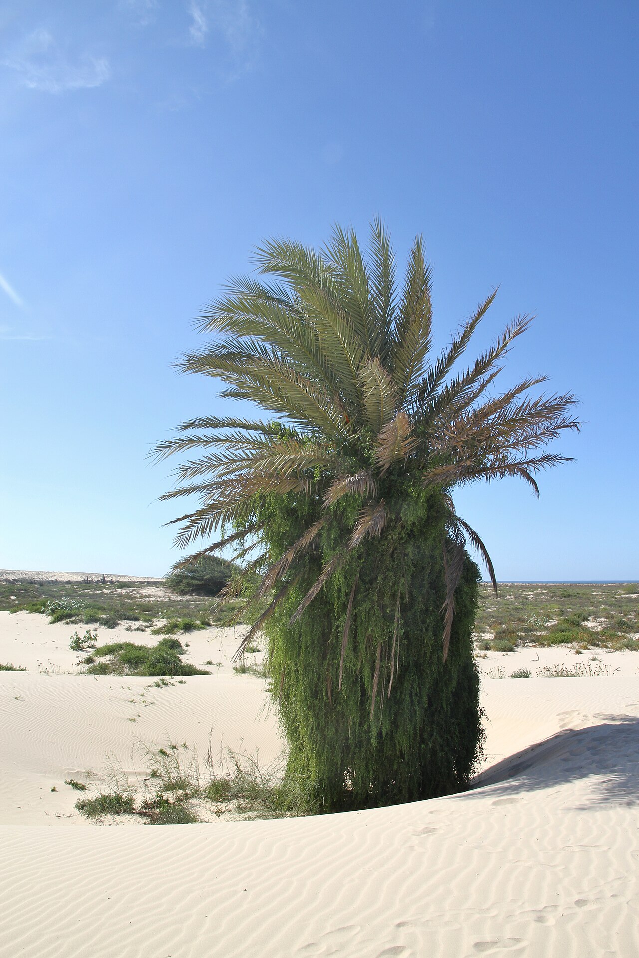 Phoenix atlantica: A date palm at the dunes in the west part of Boa Vista island in 2010 December. Probably Phoenix atlantica or Phoenix dactylifera . The tree seems to have some