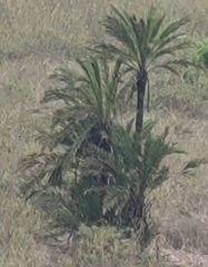 Phoenix atlantica (Phoenix atlantica)