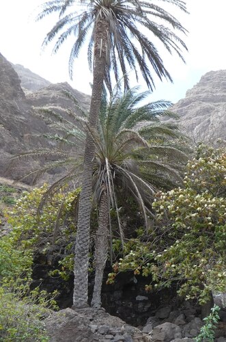 Phoenix atlantica (Phoenix atlantica)