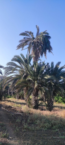 Phoenix atlantica (Phoenix atlantica)