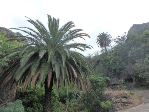 Canary Island date palm (Phoenix canariensis)