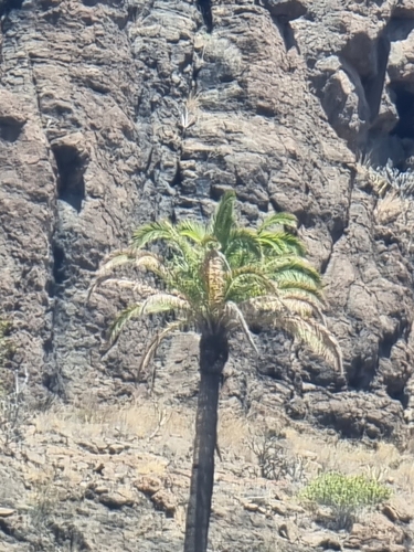Canary Island date palm (Phoenix canariensis)