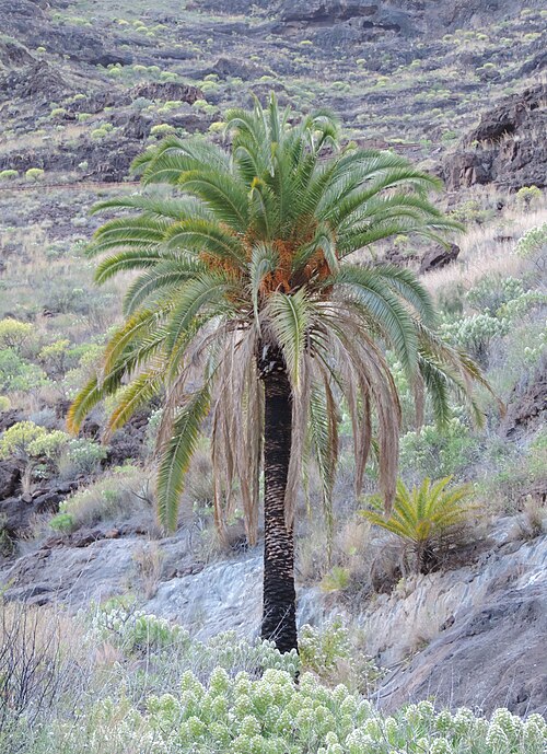 Canary Island date palm: Phoenix canariensis in Casas Blancas, Gran Canaria, Canary Is.