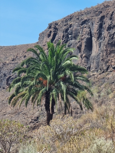 Canary Island date palm (Phoenix canariensis)