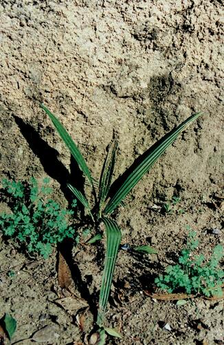 Canary Island date palm (Phoenix canariensis)