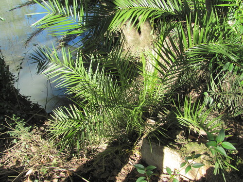 Canary Island date palm (Phoenix canariensis)