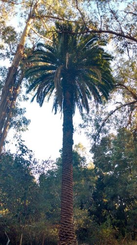 Canary Island date palm (Phoenix canariensis)