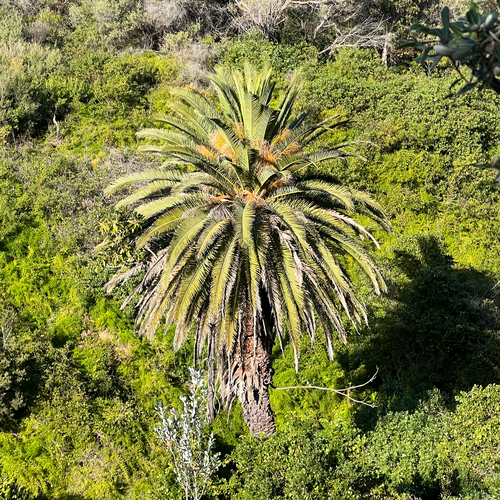 Canary Island date palm (Phoenix canariensis)