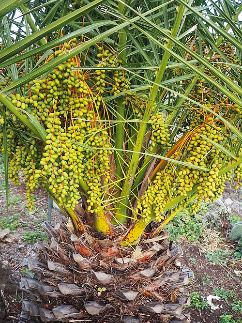 Canary Island date palm: the Canary Island date palm (Phoenix canariensis), La Palma
