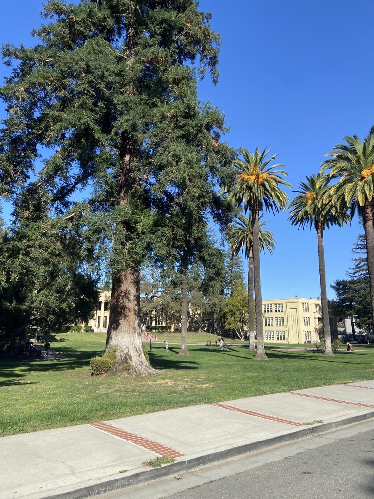 Canary Island date palm (Phoenix canariensis)
