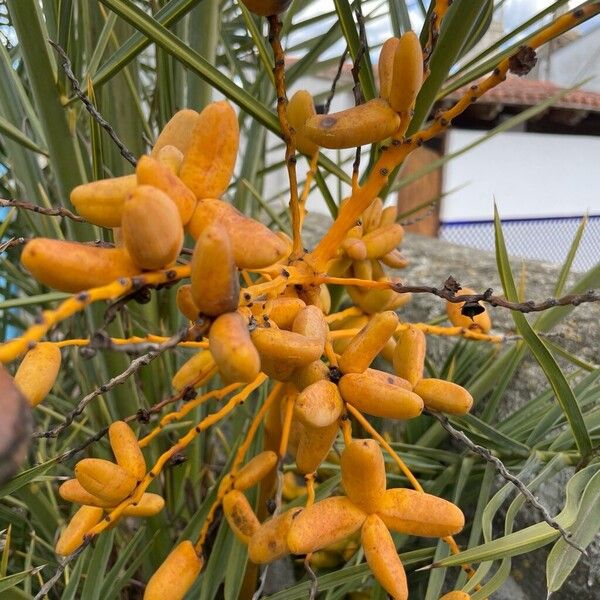 Date palm (Phoenix dactylifera)