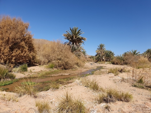 Date palm (Phoenix dactylifera)