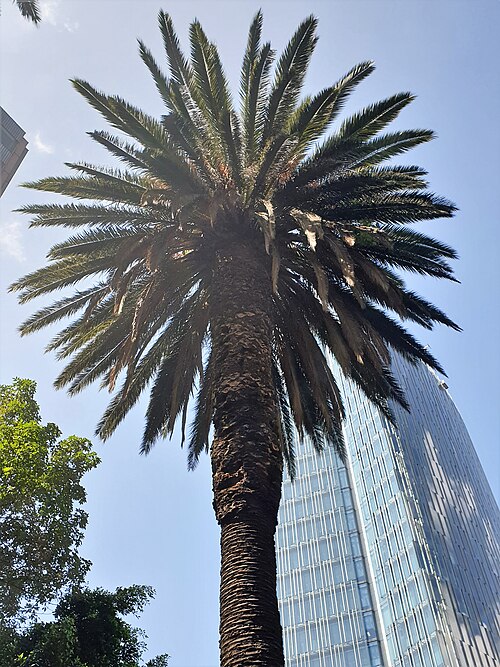 Date palm: Date palm (Phoenix dactylifera) in Mexico City, Mexico.
