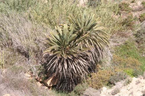 Date palm (Phoenix dactylifera)