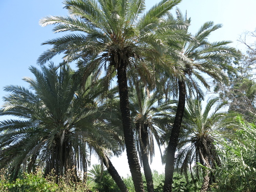 Date palm (Phoenix dactylifera)