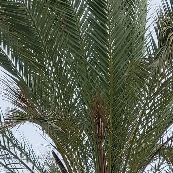Date palm (Phoenix dactylifera)