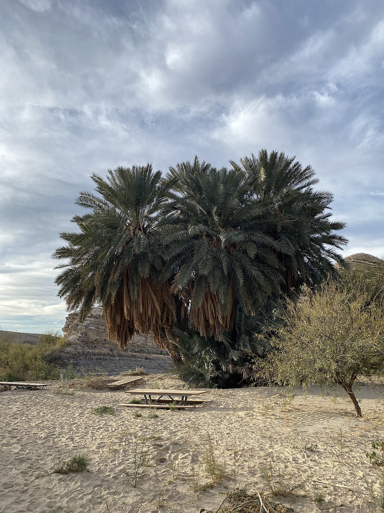 Date palm: Phoenix dactylifera, Big Bend National Park, Terlingua, TX, US, 2026-01-07 (iNaturalist).