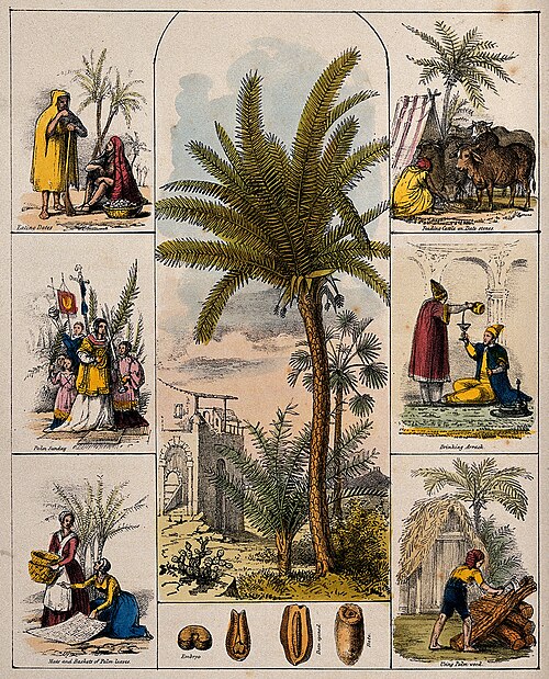 Date palm: A date palm tree (Phoenix dactylifera) and segments of the fruit bordered by six scenes illustrating its use by man. Coloured lithograph, c. 1840. Iconographic