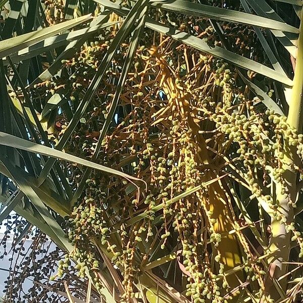 Date palm (Phoenix dactylifera)