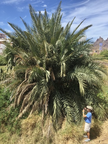 Date palm (Phoenix dactylifera)