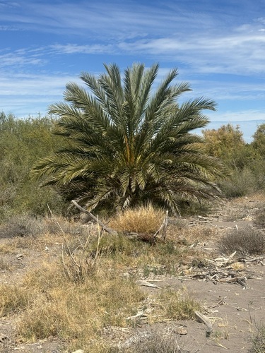 Date palm (Phoenix dactylifera)