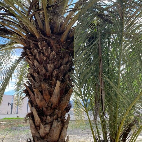 Date palm (Phoenix dactylifera)