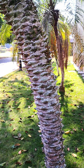 Loureiro's dwarf palm: Phoenix loureiroi – Trunk. January 2020. Location: Nanyao Yuan, Jinghong, Xishuangbanna, Yunnan, SW China. 22,006, 100,788