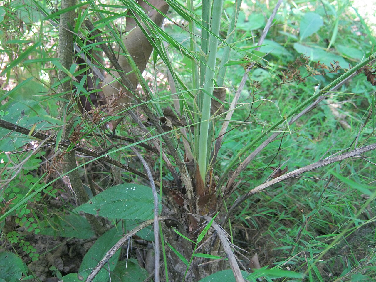 Loureiro's dwarf palm: Phoenix humilis Royle ex Becc., nom. illegit ., = Phoenix loureiroi Kunth; found in the jungle of Panchkhal VDC, Nepal .