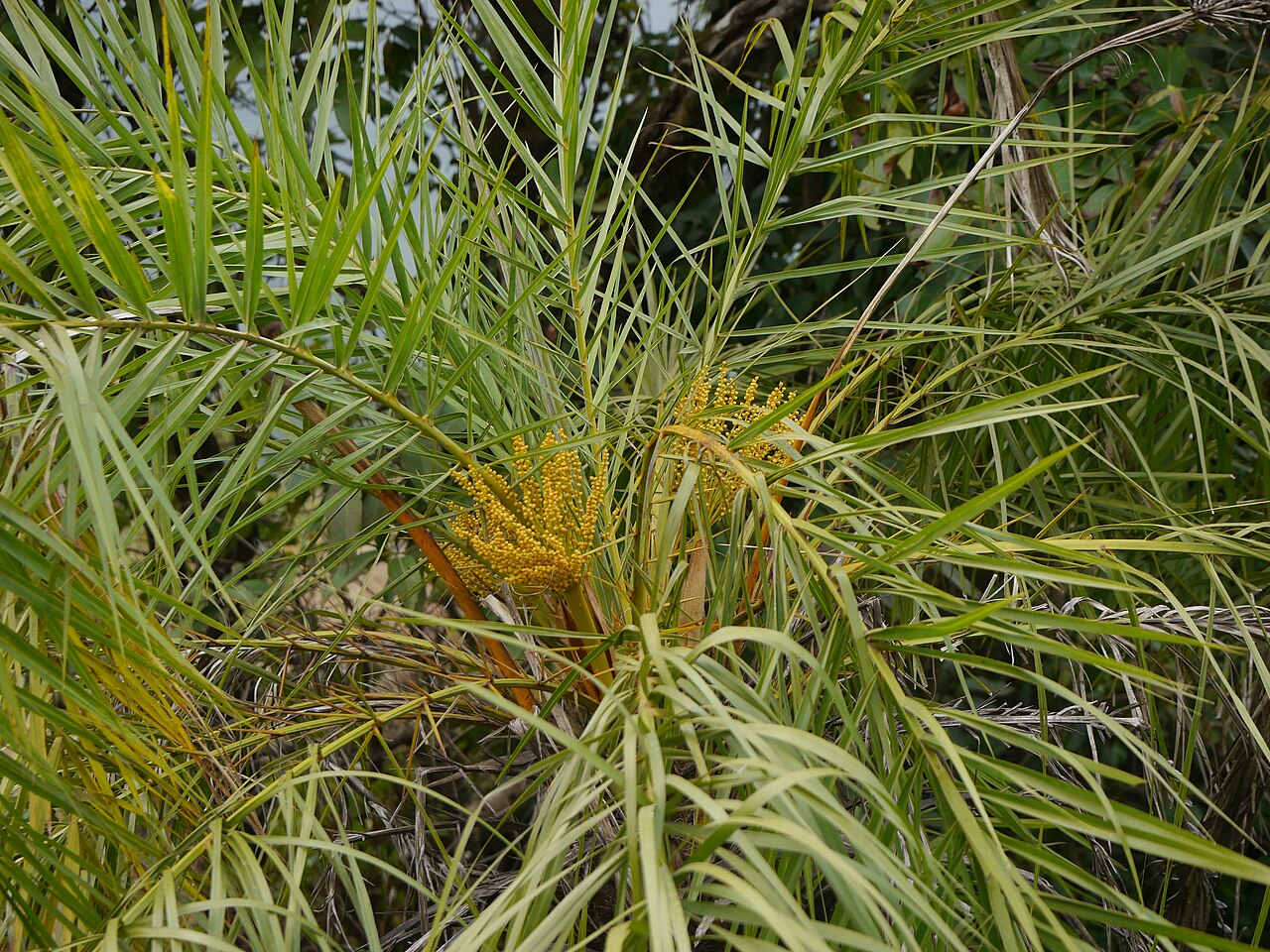 Loureiro's dwarf palm: Phoenix loureiroi var. pedunculata (Griff.) Govaerts