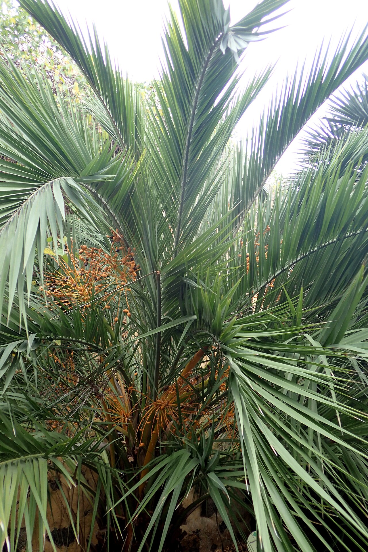 Loureiro's dwarf palm: Phoenix loureiroi in Jardín de Aclimatación de la Orotava