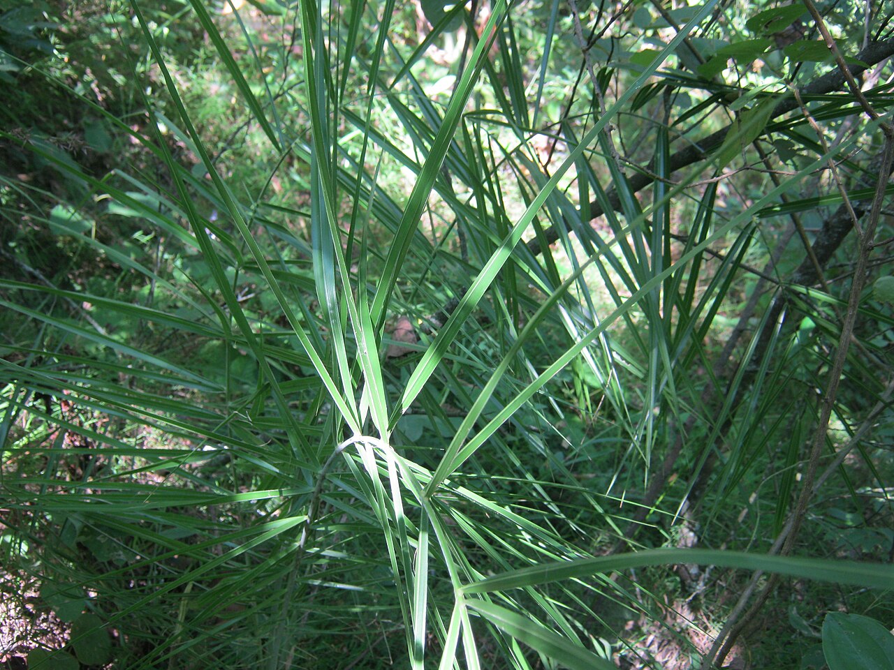 Loureiro's dwarf palm: Phoenix humilis Royle ex Becc., nom. illegit ., = Phoenix loureiroi Kunth; found in the jungle of Panchkhal VDC, Nepal .
