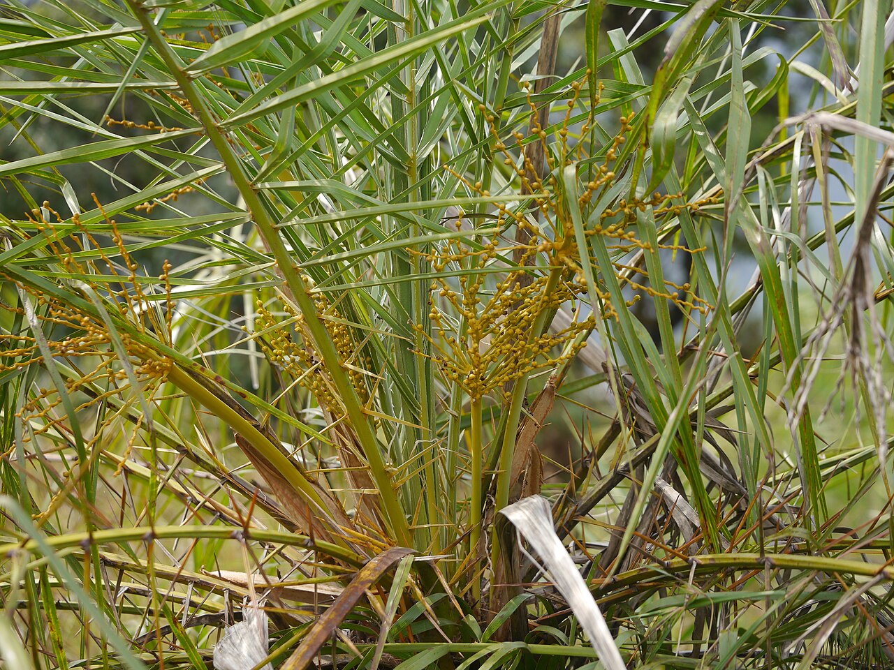 Loureiro's dwarf palm: Phoenix loureiroi var. pedunculata (Griff.) Govaerts